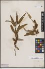 Foto von Salix bonplandiana Kunth